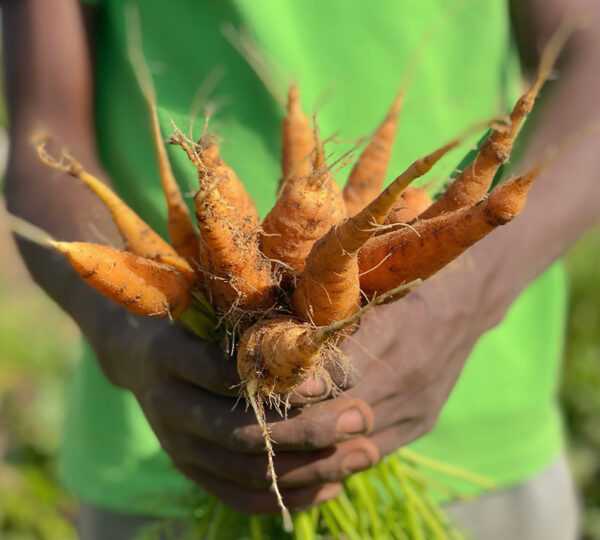 Agro Processing