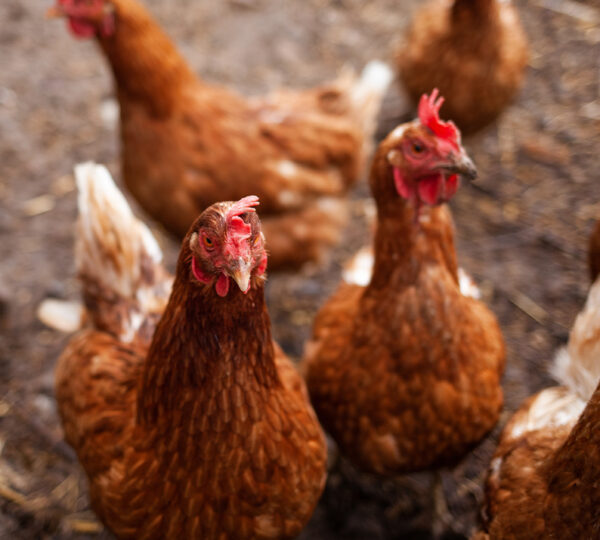 Poultry Farming