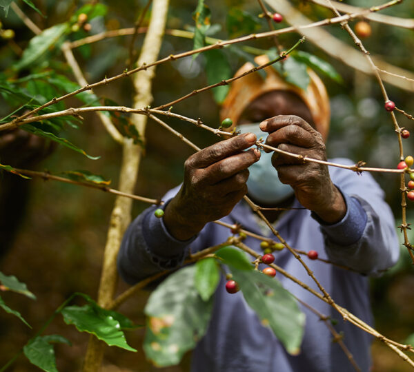 Coffee Growing