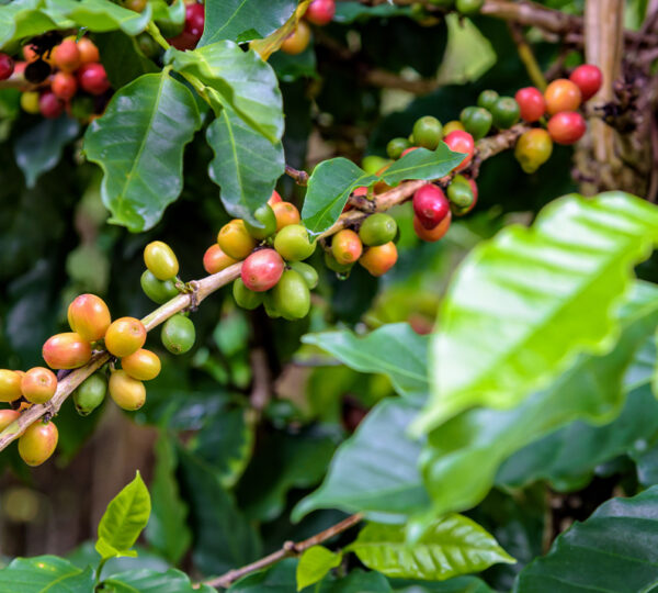 Coffee Growing