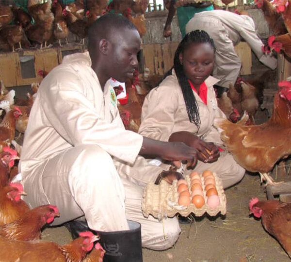 Poultry Farming