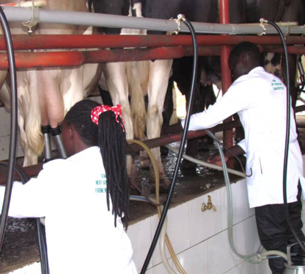 Livestock Farming