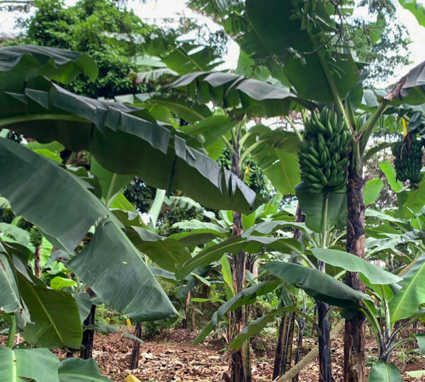 Banana Plantation