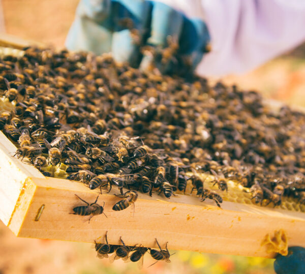 Bee Keeping