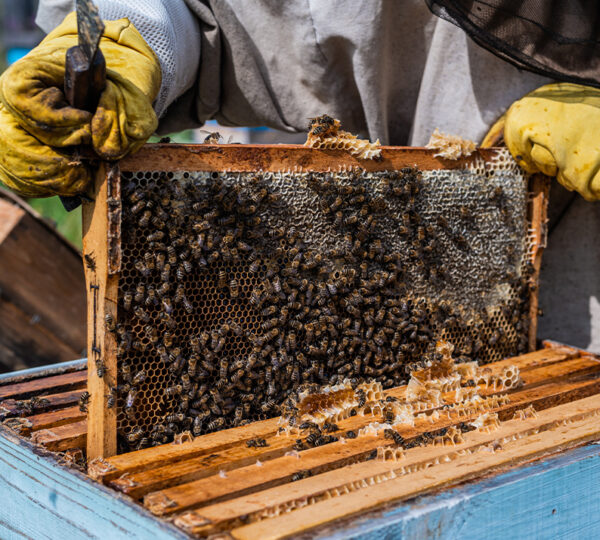 Bee Keeping