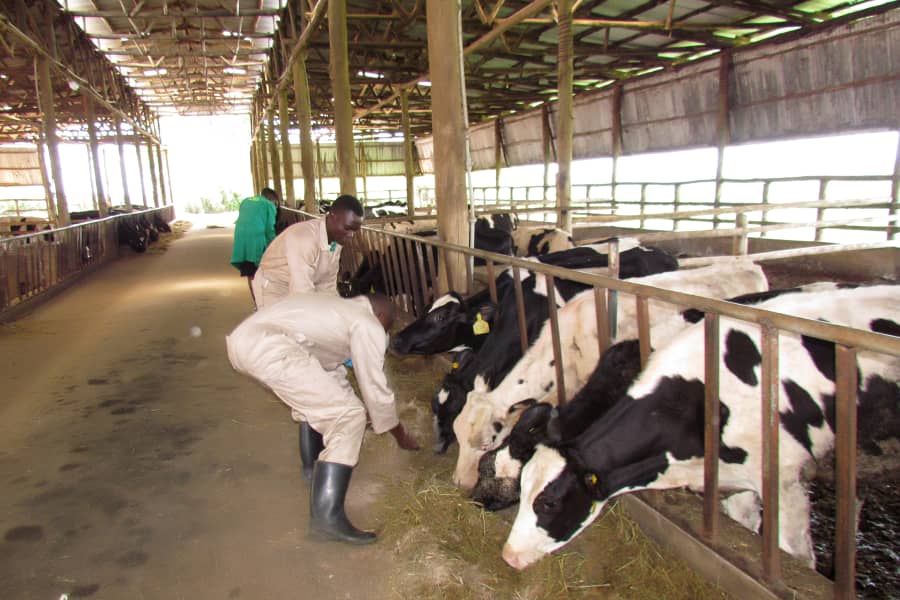 Livestock Farming