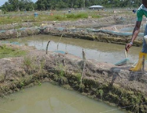 Aquaculture