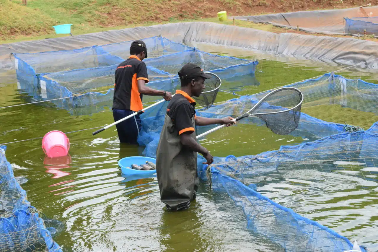 Aquaculture