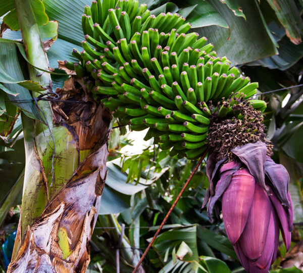 Banana Plantation